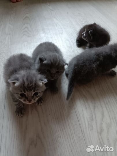 Котята в дар