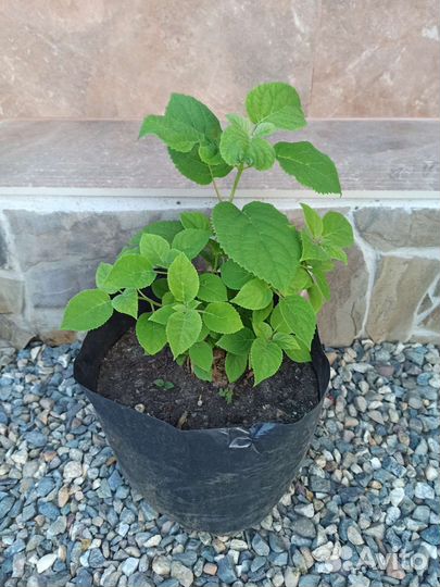 Гортензия древовидная анабель