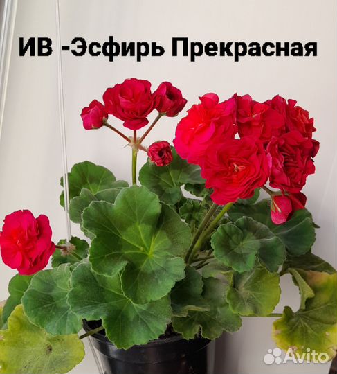 Сортовые пеларгонии