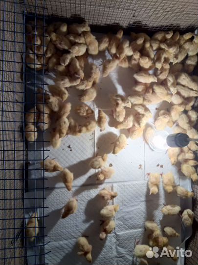 Перепелята