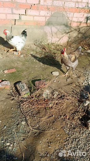 Молодые петухи