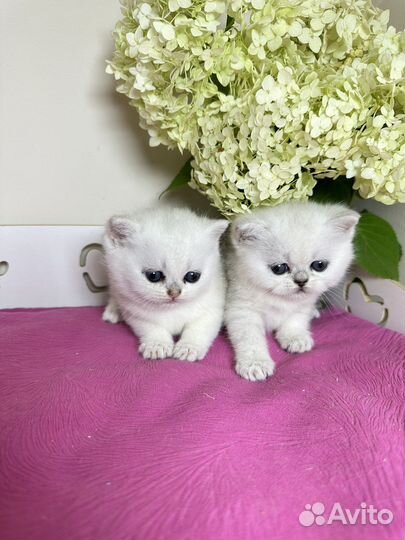 Шиншилловые девочки