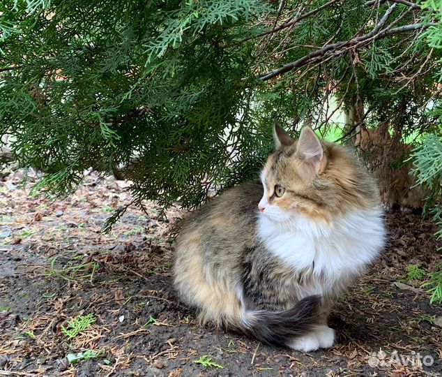 Кошки в добрые руки