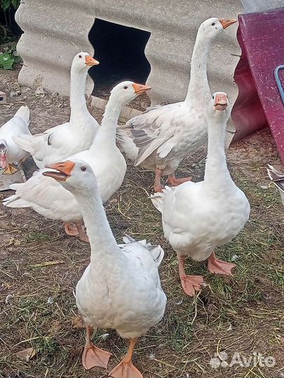 Гуси, утки,куры
