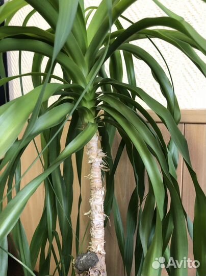 Бокарнея Нолина