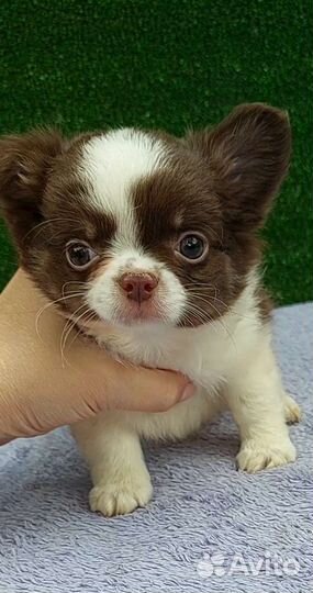 Чихуахуа мальчик шоколад