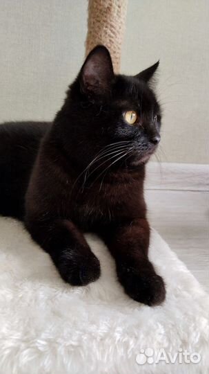 Кошка стерилизованная. Сладкая булочка )