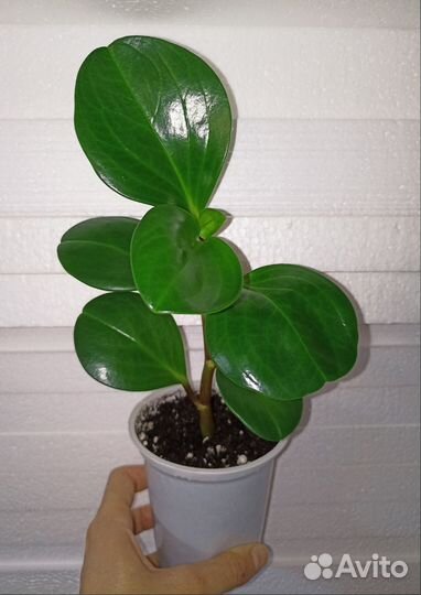 Пеперомия туполистная и перескиелистная