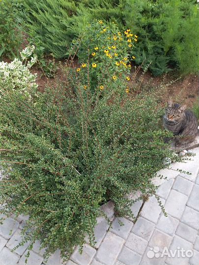 Жимолость шапочная, вечно зелёный кустарник