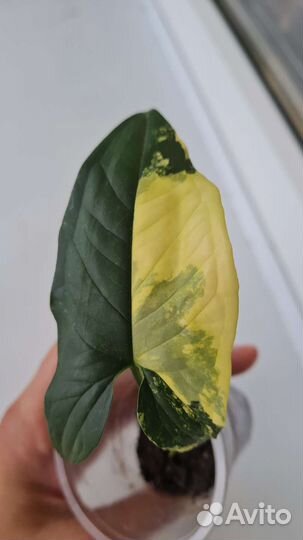 Сингониум imperial yellow