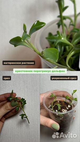 Крестовник, каланхоэ, седум буррито, оттона