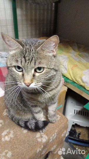 Русская голубая и другие от года