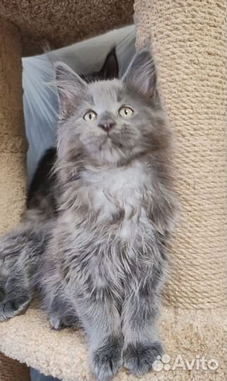 Котята мейн-кун