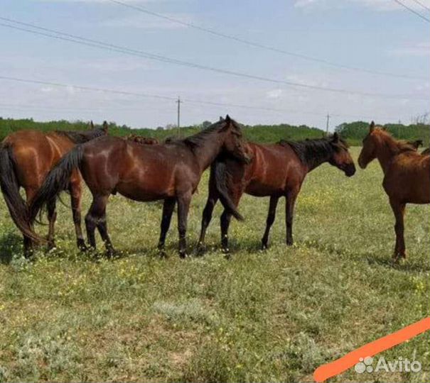Жеребчик полторашка