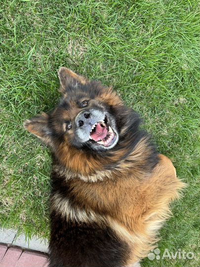 Кобель немецкой овчарки для вязки