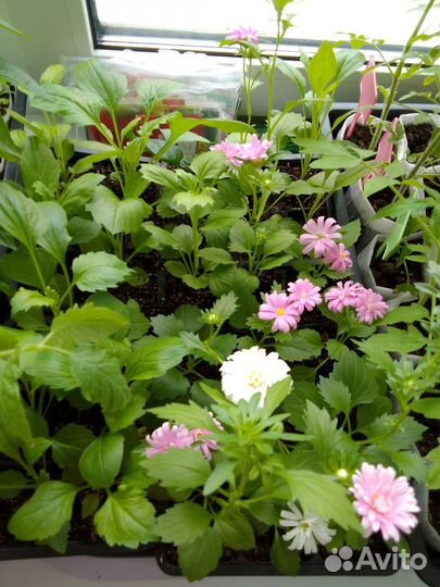 Рассада астры