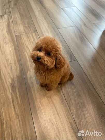 Передержка собак в домашних условиях