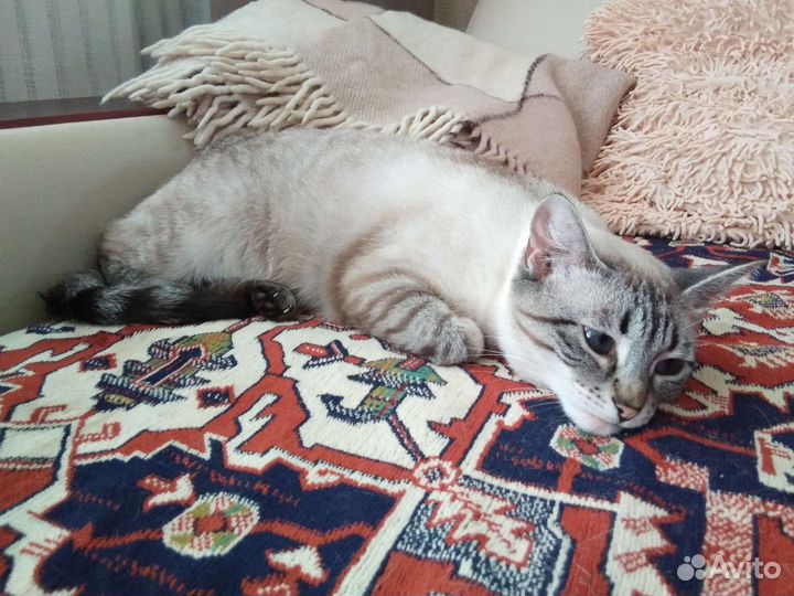 Алтайская голубоглазая кошка