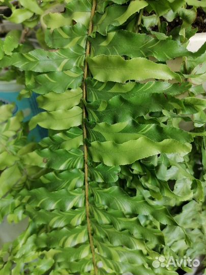 Папоротник Tiger Fern, ажурный миниатюрный