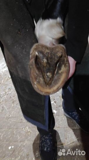 Качественная расчистка - ковка копыт лошадей