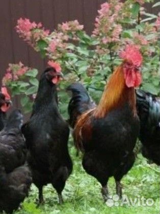 Инкубационное яйцо и цыплята