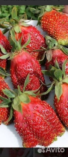 Земклуника купчиха