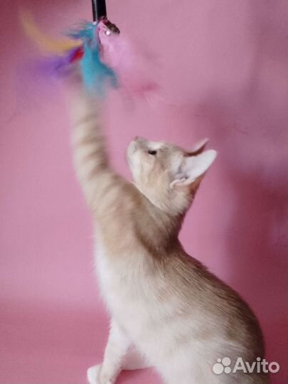 Кошка в дар