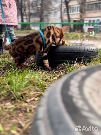 Бенгальский кот вязка