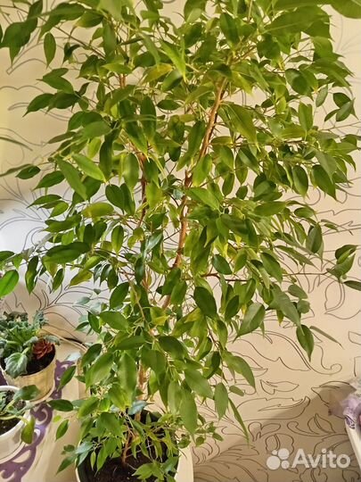 Фикус бенджамина наташа