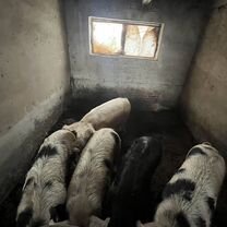 Свинина домашняя