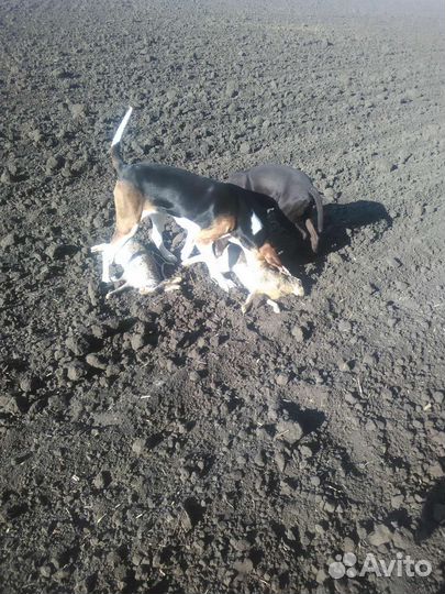 Русская пегая гончая