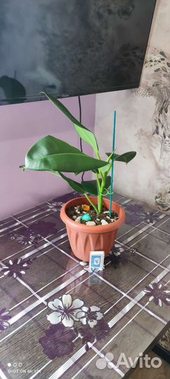 Диффенбахия