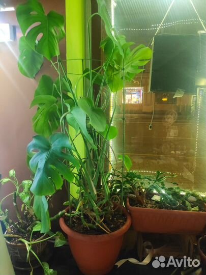 Монстера деликатесная
