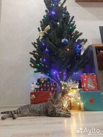 Отдаем кошку