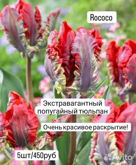 Тюльпаны, нарциссы (луковицы)