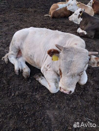 Бычки телки