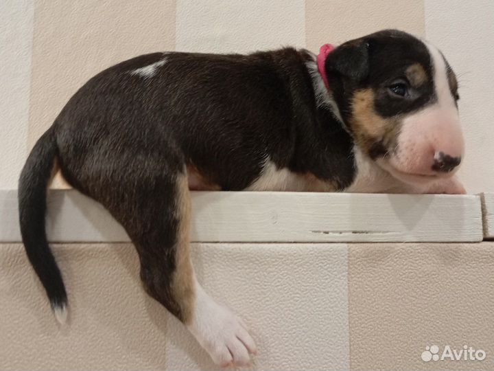 Миниатюрный бультерьер