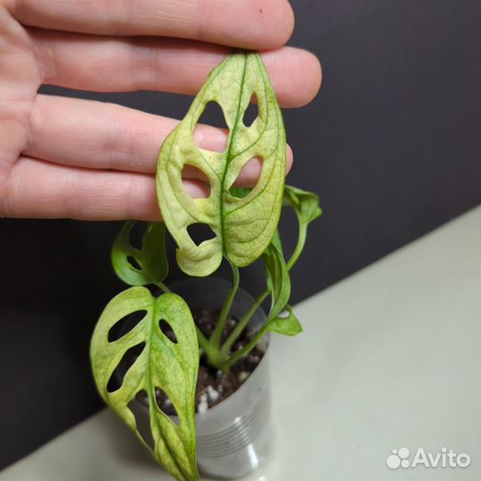 Монстера Адансони с белым варом