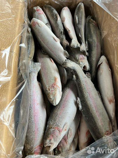 Форель радужная