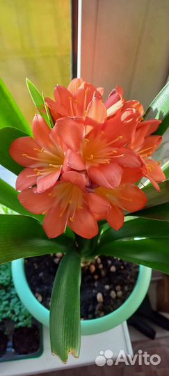 Кливия (детки)