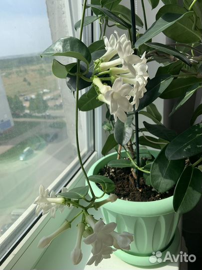 Комнатные цветы