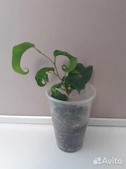 Крассула, калатея, бегония, рео, гипестис