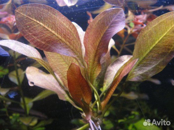 Аквариумные растения