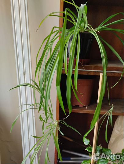 Бегония, ахименис, хлорофитум