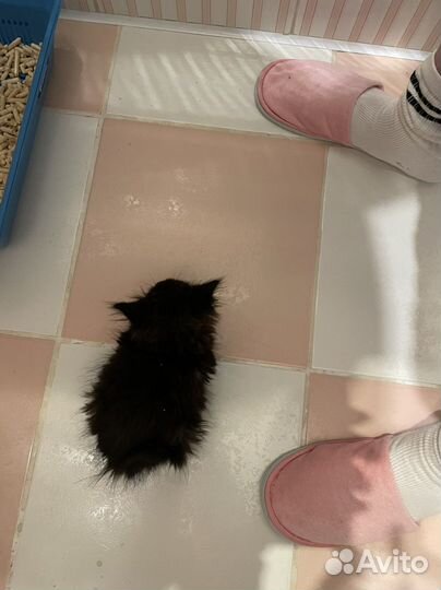 Найдены в лесу, хотят домой