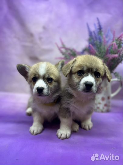 Вельш корги пемброк девчонки