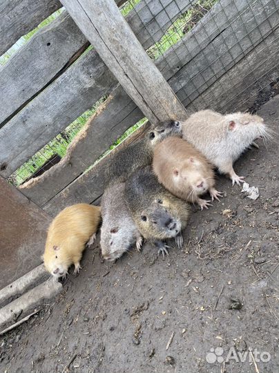 Нутрии разных возрастов