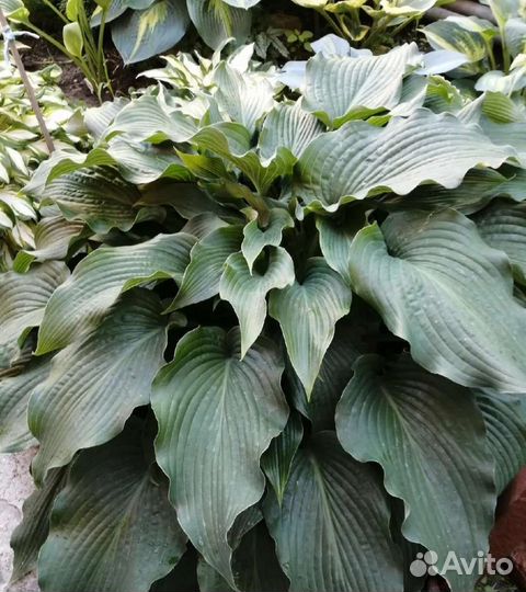 Сортовые хосты