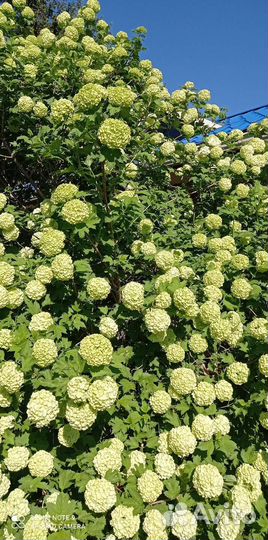 Калина Бульденеж