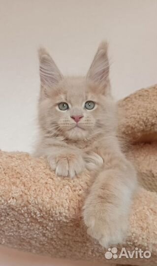 Котята мейн-кун